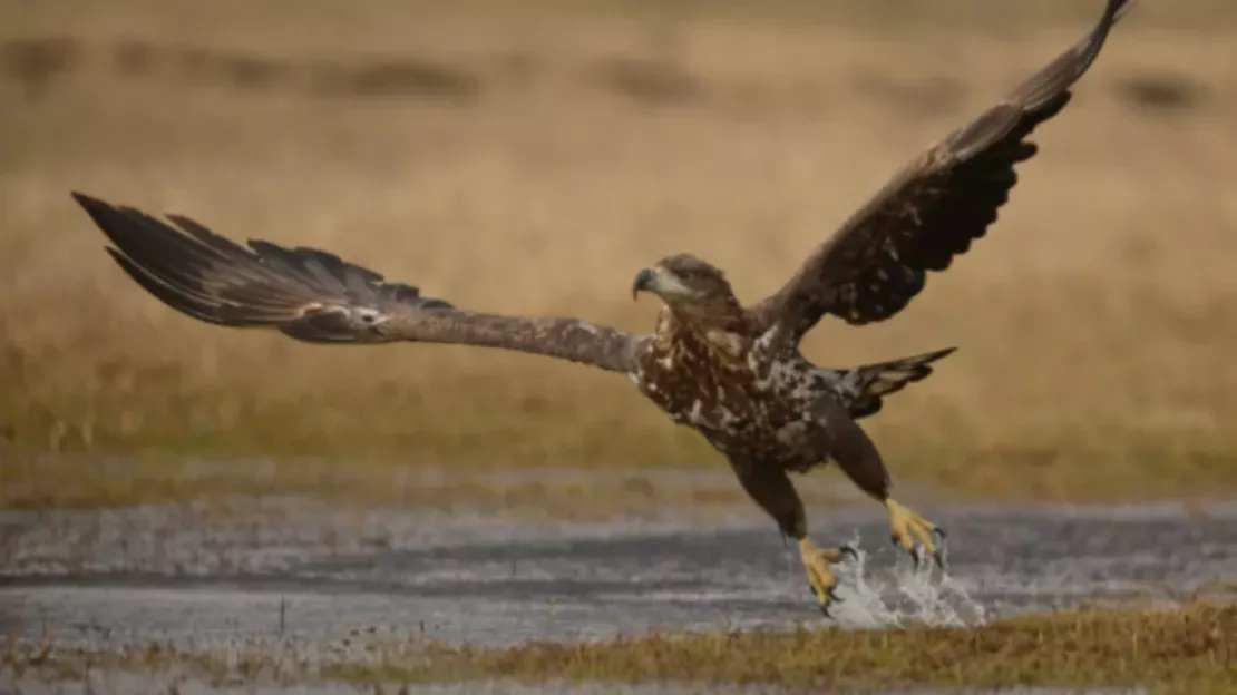 Aigle du Léman: le procès des braconniers attendu cette semaine