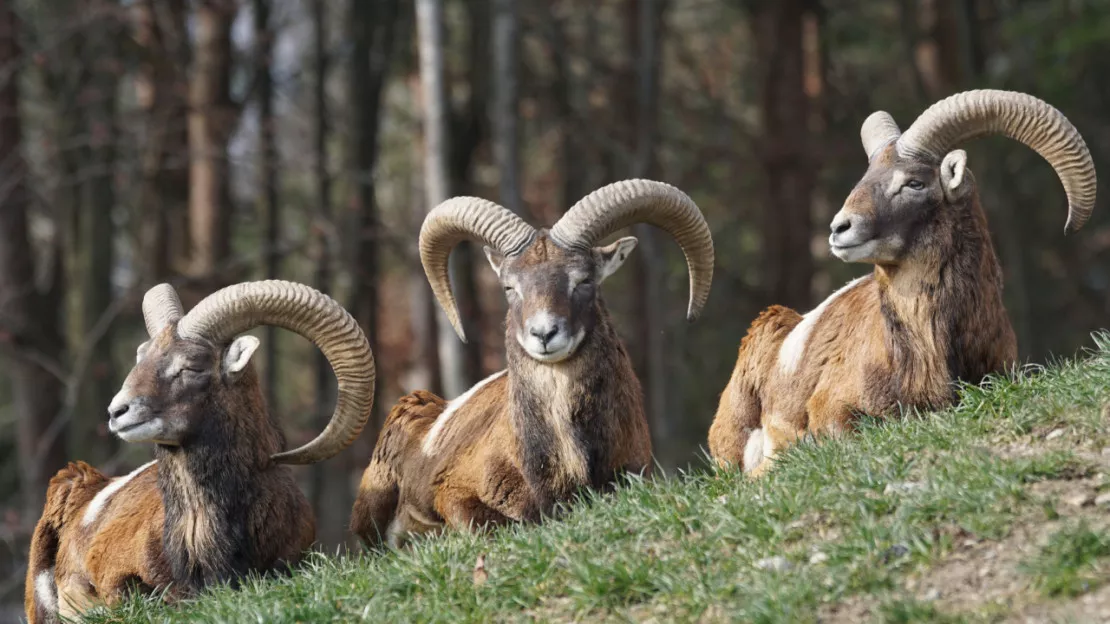 Ain : ce que vous devez savoir sur le premier cas de Fièvre Catarrhale Ovine