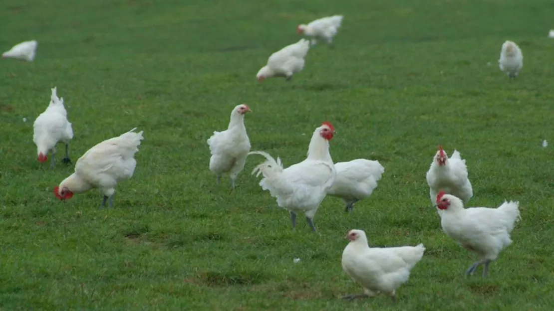 Anncecy : pourquoi des barquettes de viande seront retournées dans les rayons ce week-end