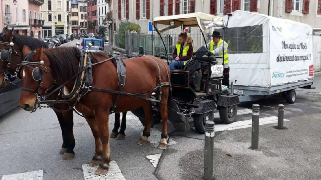 Des collectes hippomobiles de sapins à Aix et Chambéry ce week-end