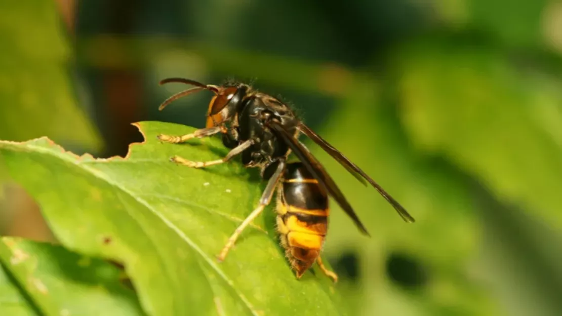 Haute-Savoie: la campagne de piégeage contre le frelon asiatique se poursuit