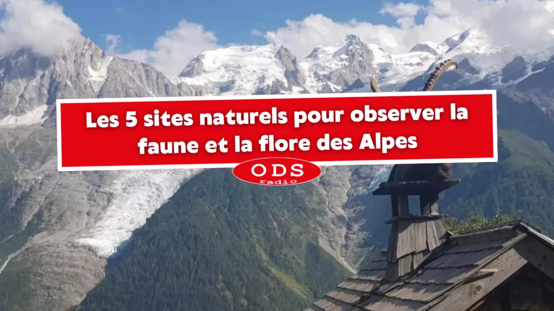 Les 5 sites naturels pour observer la faune et la flore des Alpes