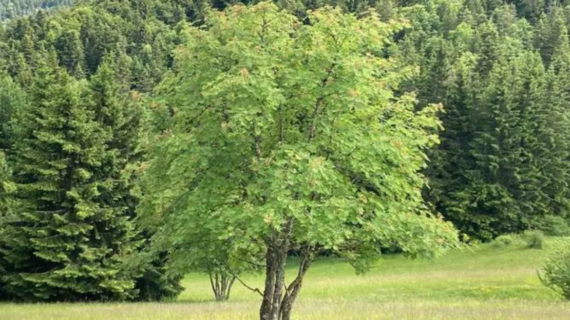 Plantation d'arbres au vallon du Fier