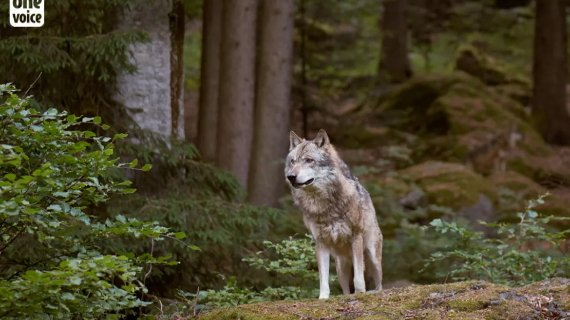 Prédation du loup: une avancée historique pour les éleveurs