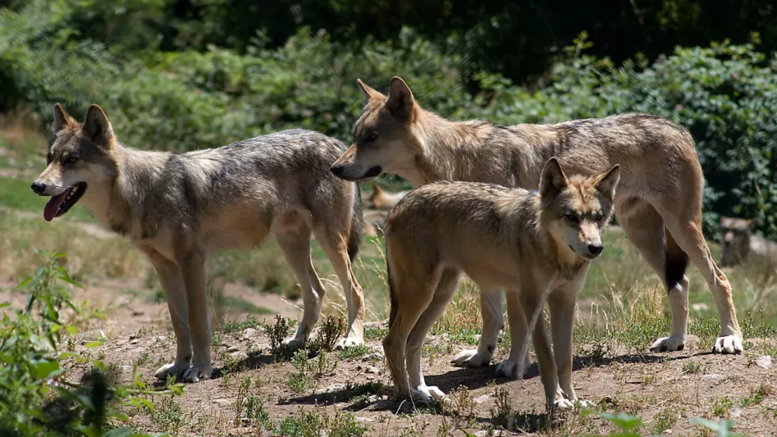 Quel avenir pour les loups en France ?