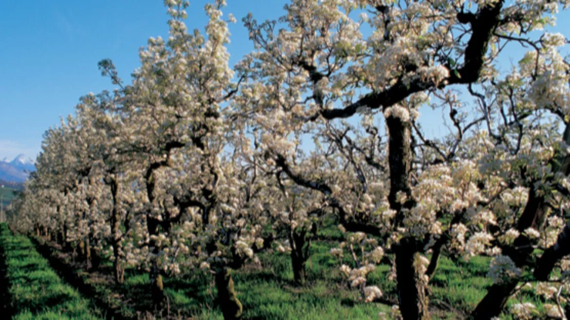 Savoie: des vergers déja en fleur