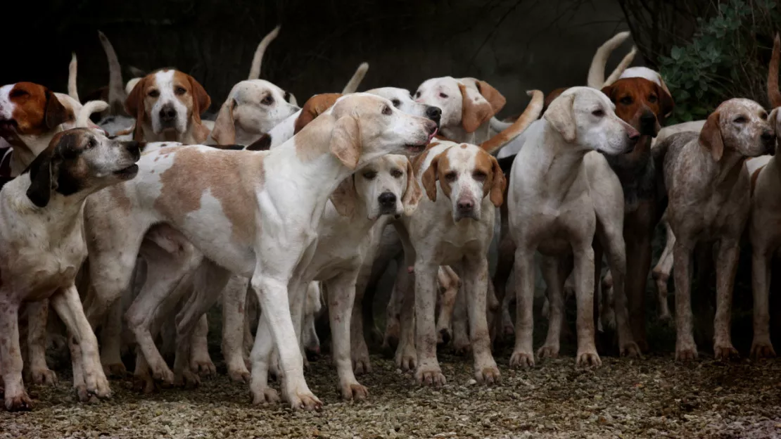 Bientôt un parc d’attraction pour chiens en Haute-Savoie ?